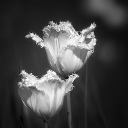 Close-up of white rose flower
