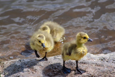 Goslings leaving the lake 