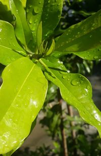 Close-up of raindrops on plant leaves