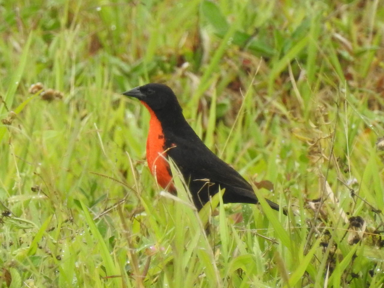 animal themes, animal, one animal, animals in the wild, animal wildlife, vertebrate, bird, plant, grass, green color, land, no people, field, nature, black color, day, selective focus, growth, close-up, outdoors, blackbird