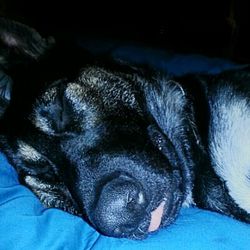 Close-up of dog sleeping