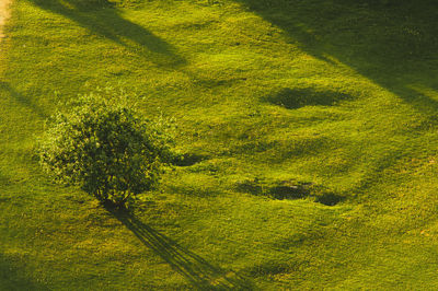 Full frame shot of tree on field