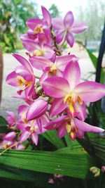 Close-up of pink flowers blooming outdoors