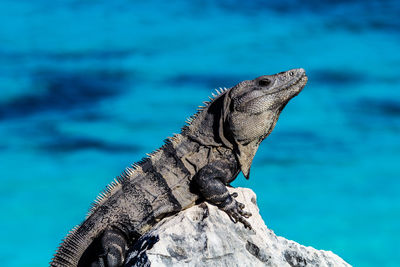 Marine iguana on rock against sea
