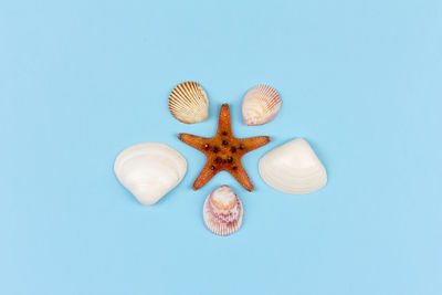 Close-up of seashell against blue background