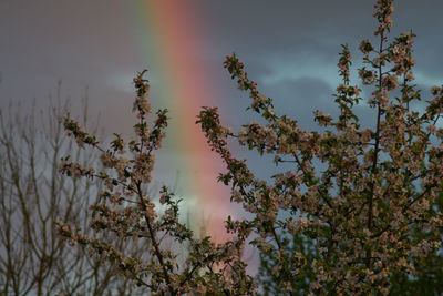 Low angle view of flowering plants against sky