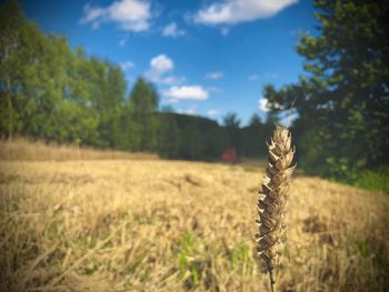 High angle view of stalks in field against sky
