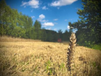 Field in the summer