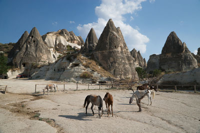 Horses on rock against sky