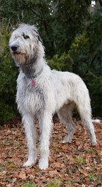 Close-up of dog standing on tree