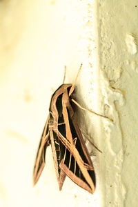 Close-up of butterfly on wall