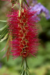 Close-up of red flowering plant