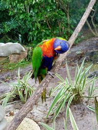 Close-up of parrot perching on tree