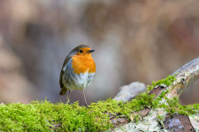 Eurasian robin, erithacus rubecula, perched on a moss covered tree branch, winter