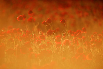 Close-up of red flowering plant on field during sunset