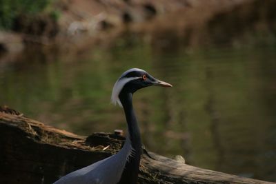 Close-up of a bird