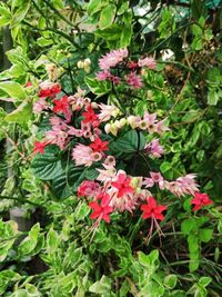 Close-up of pink flowering plants