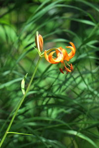 Close-up of flower blooming outdoors