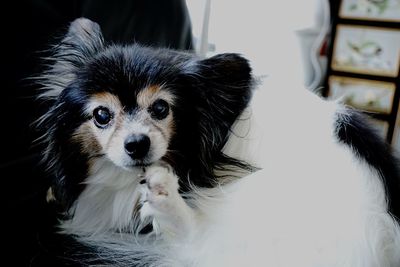 Portrait of dog at home