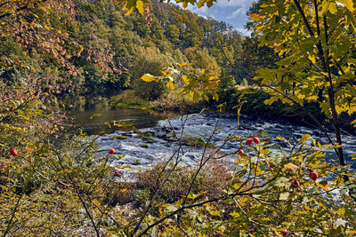 Scenic view of lake by trees during autumn