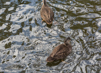 High angle view of greylag geese swimming in lake