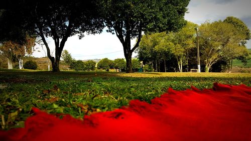 View of trees and grass against sky