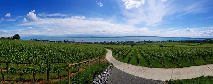 Bodensee panorama