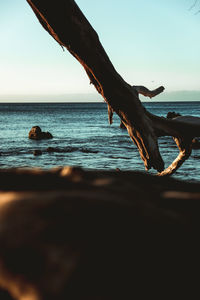 Surface level of driftwood on beach against clear sky