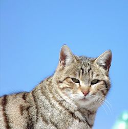 Close-up of cat against clear blue sky