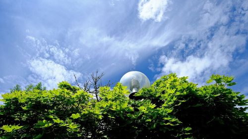 Low angle view of trees against sky