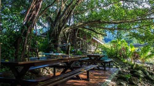 Empty chairs and table by trees in forest