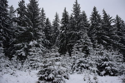 Snow covered pine trees in forest during winter