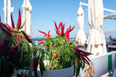 Low angle view of plants against sky