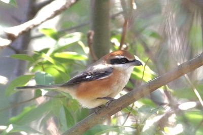 Close-up of bird perching on branch