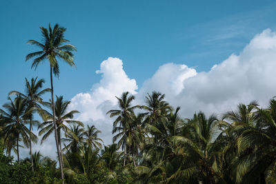 Low angle view of palm trees against blue sky