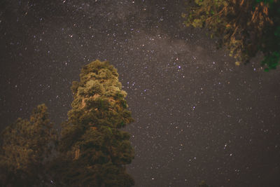 Close-up of tree against star field at night