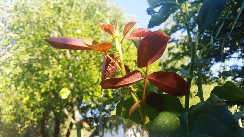 Low angle view of flowers blooming on tree