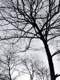 Low angle view of bare trees against sky