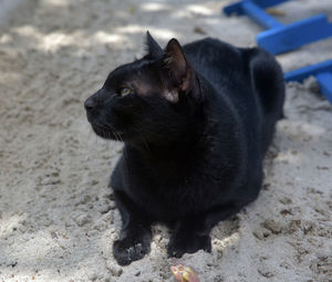 High angle view of cat