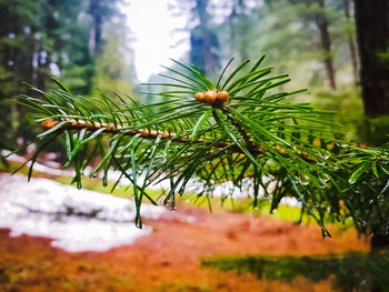 Close-up of pine tree