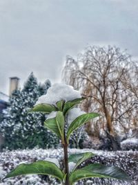 Close-up of fresh snow covered plants in city during winter