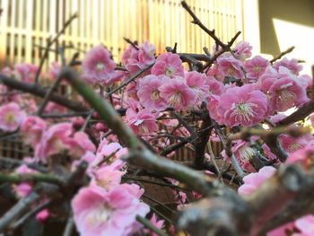 Close-up of pink flowers on tree