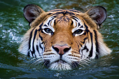 Close-up portrait of a tiger