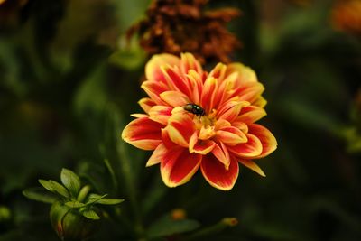 Close-up of orange flower