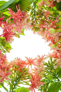 Low angle view of pink flowering plants