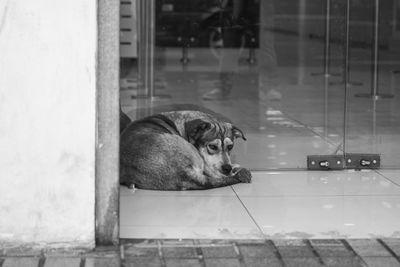 Close-up of dog looking through window