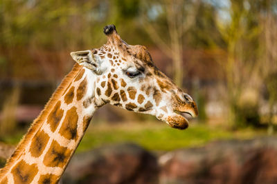 Close-up of the profile of the head and neck of a giraffe against yellowish-green blurred background