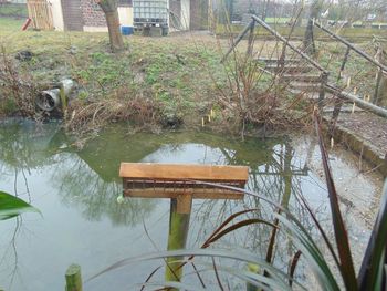 Plants growing in park by water