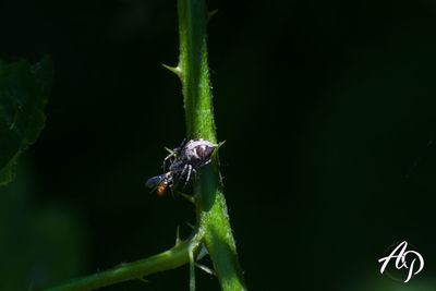 Close-up of insect on plant