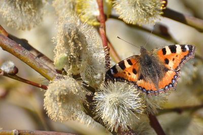 Close-up of butterfly on plant